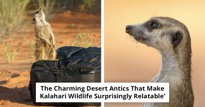 Wild Meerkats Have a Surprisingly Funny Way of Welcoming Visitors