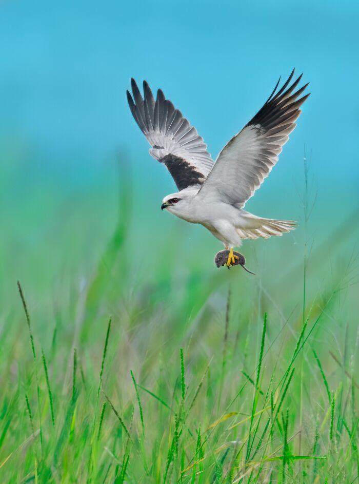 “Black-Shouldered Kite”