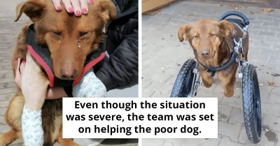 Disabled Stray Dog Sheds Tears of Joy After Experiencing Love for the First Time