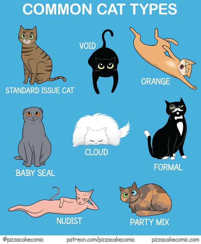 Cat types