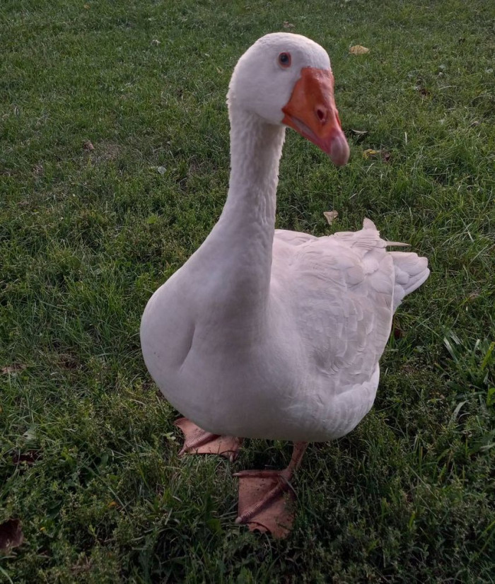 Valentine's Day is about to be special for this goose
