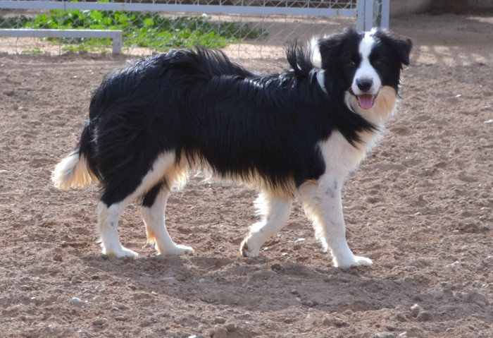 13. Border Collie