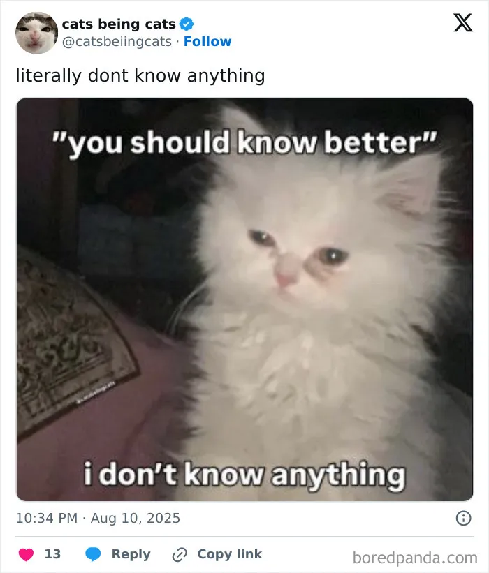 15. The face of someone running on vibes, not knowledge.