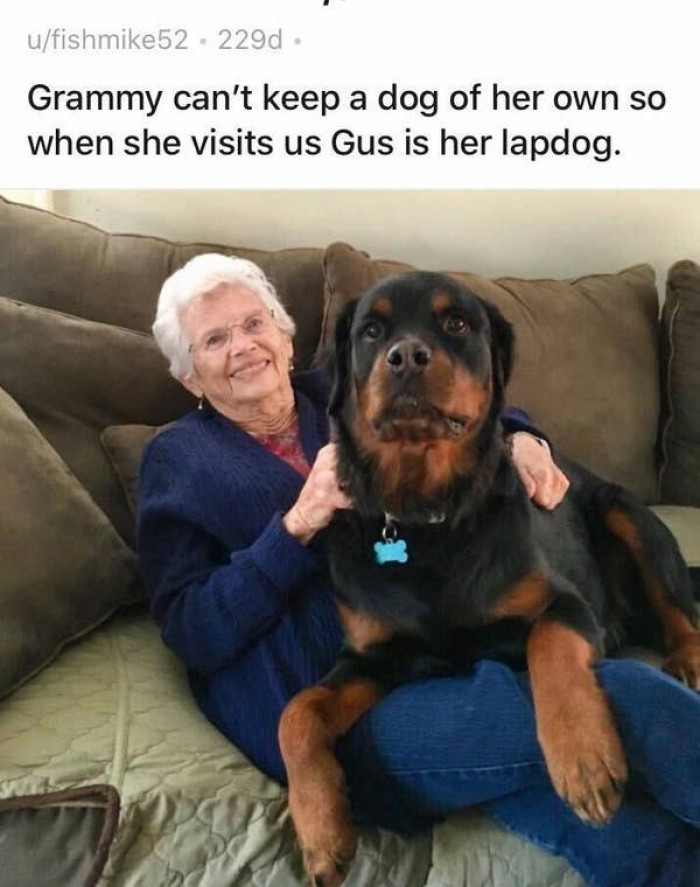 5. Gus is such a good lapdog.