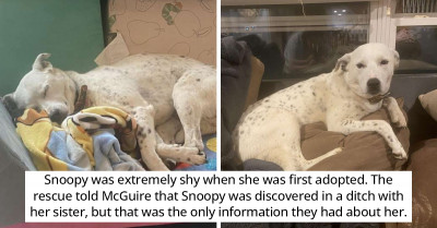 Rescue Dog Named Snoopy Didn't Fancy Cramped Spaces Until She Discovered The Perfect Tent