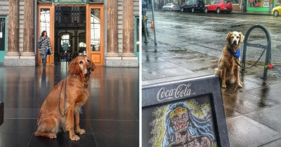Social Media Platform Chronicles How Sad Dogs Look As They're Frequently Spotted Waiting Outside Shops For Their Owners