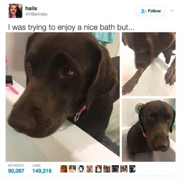 9. This little pup just wants to join the bath. Look at their sad little face.