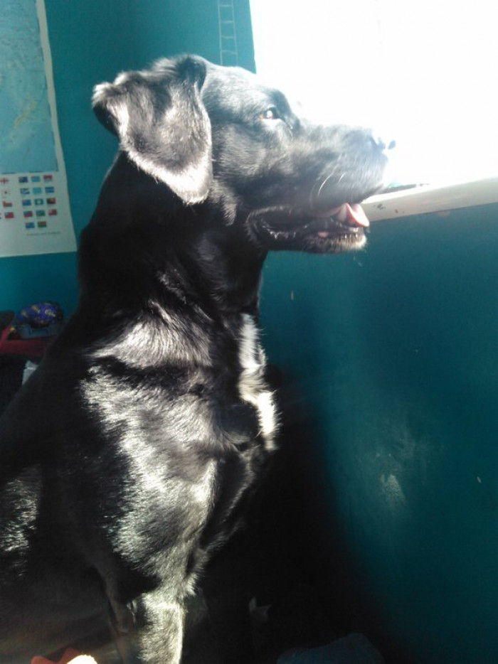 5. More pictures of Rambo incoming...