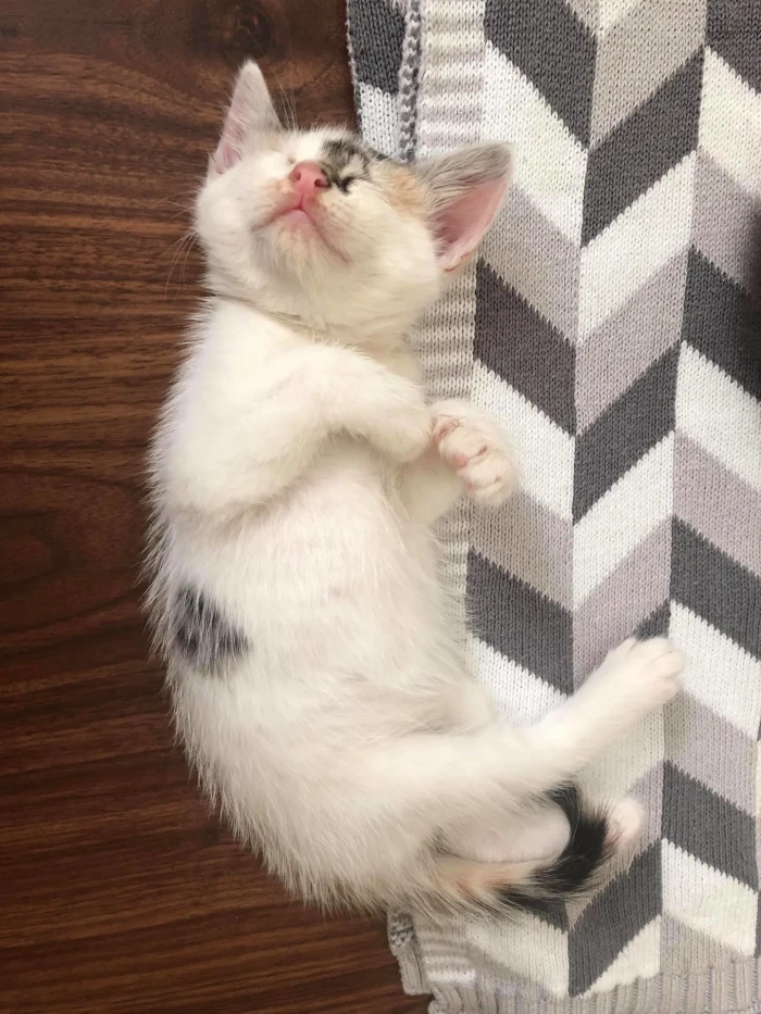 The kittens are thriving now