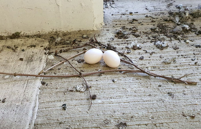 16. Behold! The Miracle Of Nature That Is The Pigeon Nest