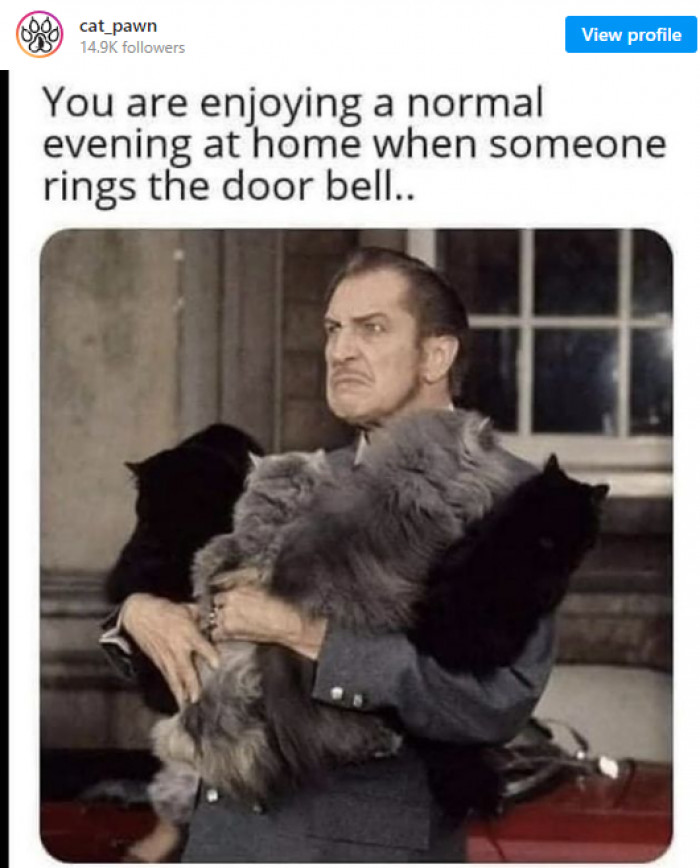 9. When you just want to hang out with your feline friends...