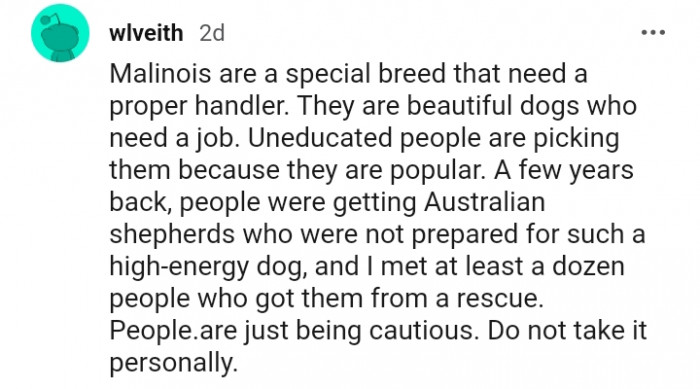 2. They are beautiful dogs who need a job