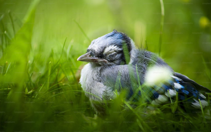 Do Birds Dream?