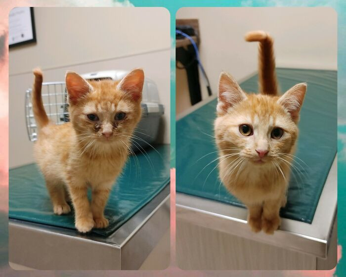 25. A delivery guy found this kitty. This is day one vs. the recent visit to the vet.