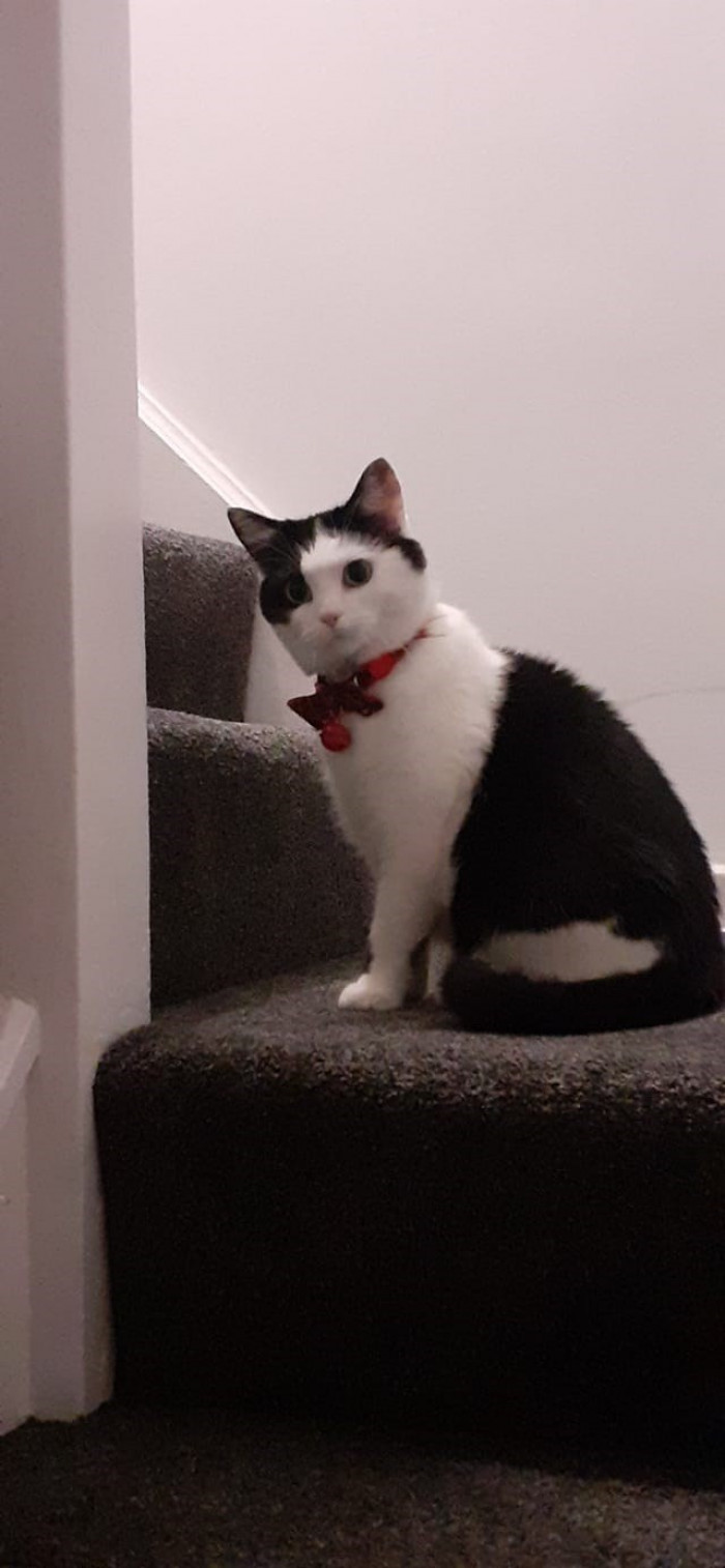 14. "My daughter's cat Ru saw herself in the mirror at the bottom of the stairs."