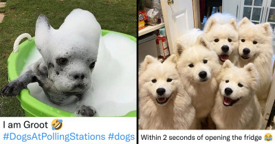 23 Times These Ridiculous Dogs And Cats Made The Twitter Community Laugh