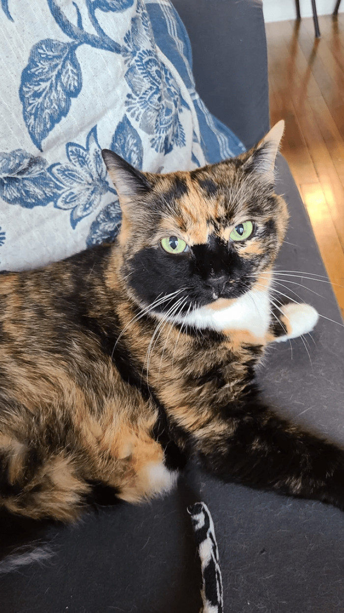 2. "My queen Cleopatra. Last year she lost both of her cat friends and she's the only one left. I've been considering getting a second animal to help with her anxiety as im work a lot and she isn't used to being alone. Any thoughts?"