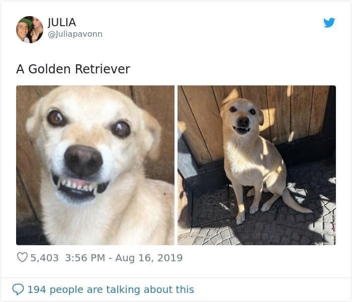 7. They said it's a golden retriever