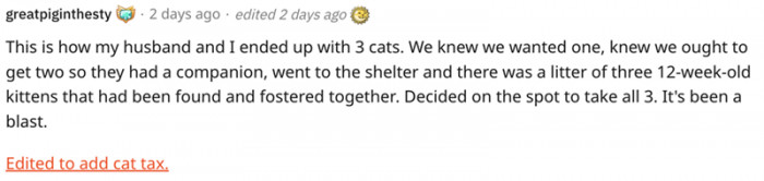 3. It's been a blast since we adopted three kittens