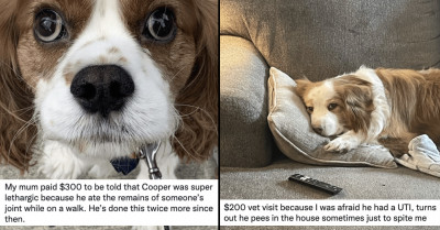 Twitter Thread Shows Stories of Humans Paying Huge Vet Bills Only to Find Out Their Pets Wanted Attention