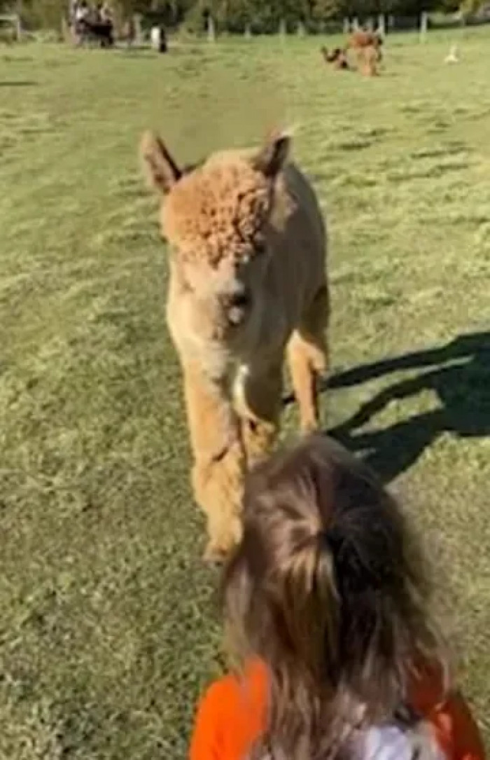 Wildlife is an endless source of heartwarming scenes, and this adorable footage is no different!