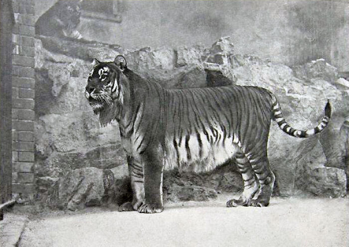 Caspian Tiger - Extinct 1970