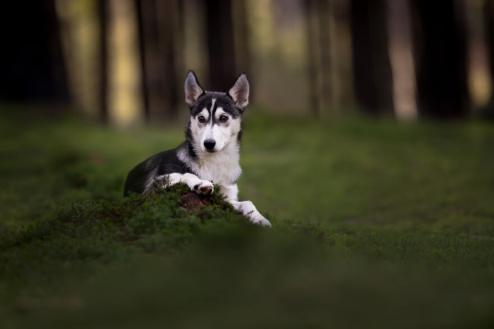 20. Those ears are standing tall