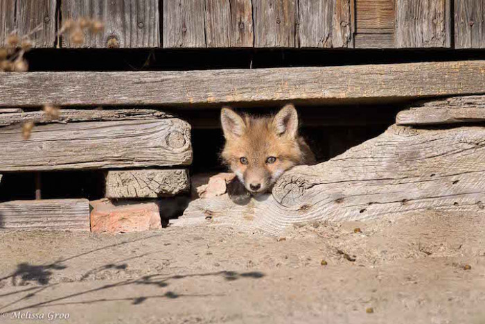 They would hear the camera clicking and would look in its direction