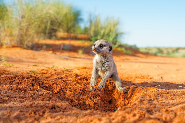 "Baby Meerkat"