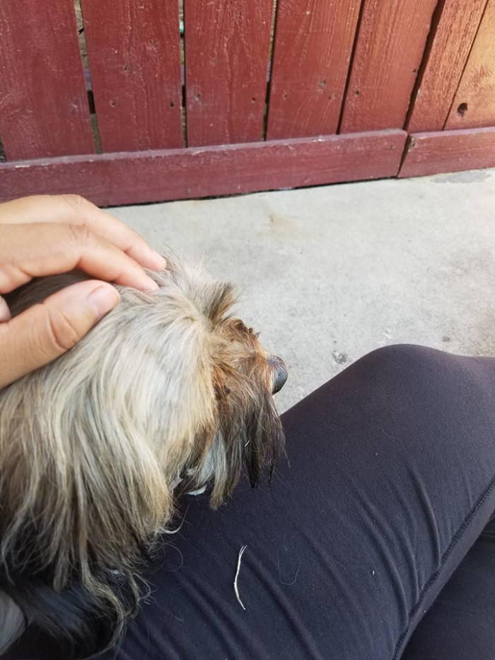 Islas happily announced that the dog approached him, and he kept him out of the heat while waiting for the foster