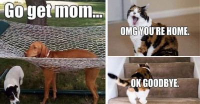 21 Hilarious Social Media Posts Honoring Everyone's Favorite Pets: Cats and Dogs