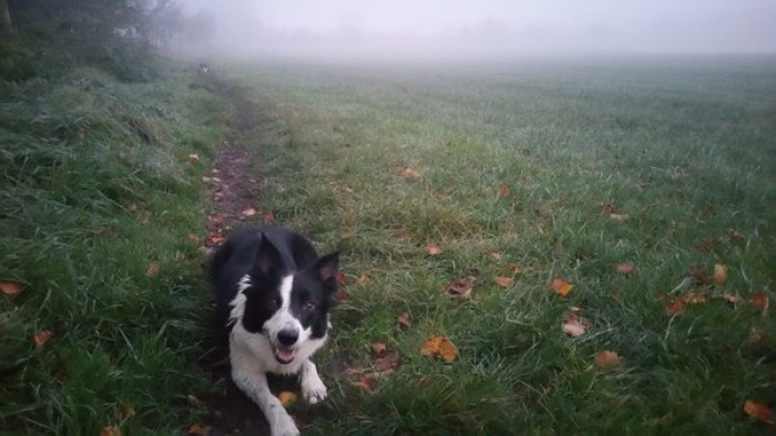 2. This Quoran is ready to go full John Wick if anything bad happens to her pups