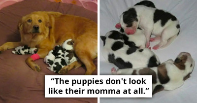 Foster Care Volunteers Astonished as Litter of Puppies from a Foster Dog Resemble Little Cows