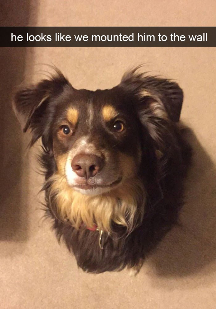 14. Dog trophy