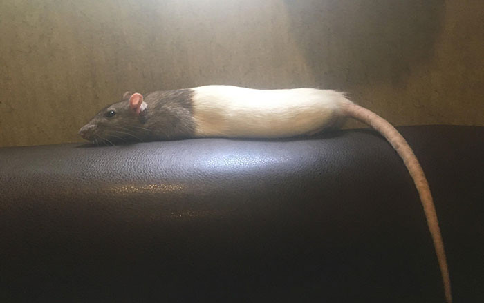 Close-up of a rat resting on bedding, calm and cuddly