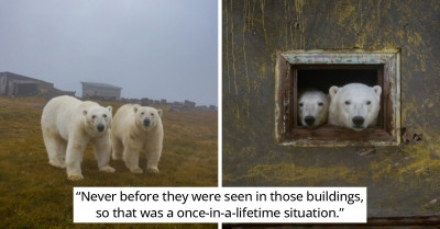 Polar Bears Run This Abandoned Island, And They Are Enjoying Every Minute Of It