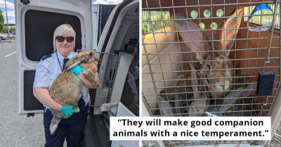 Moment 47 Flemish Giant Domestic Rabbits Were Rescued And Are Now Searching For A Permanent Home