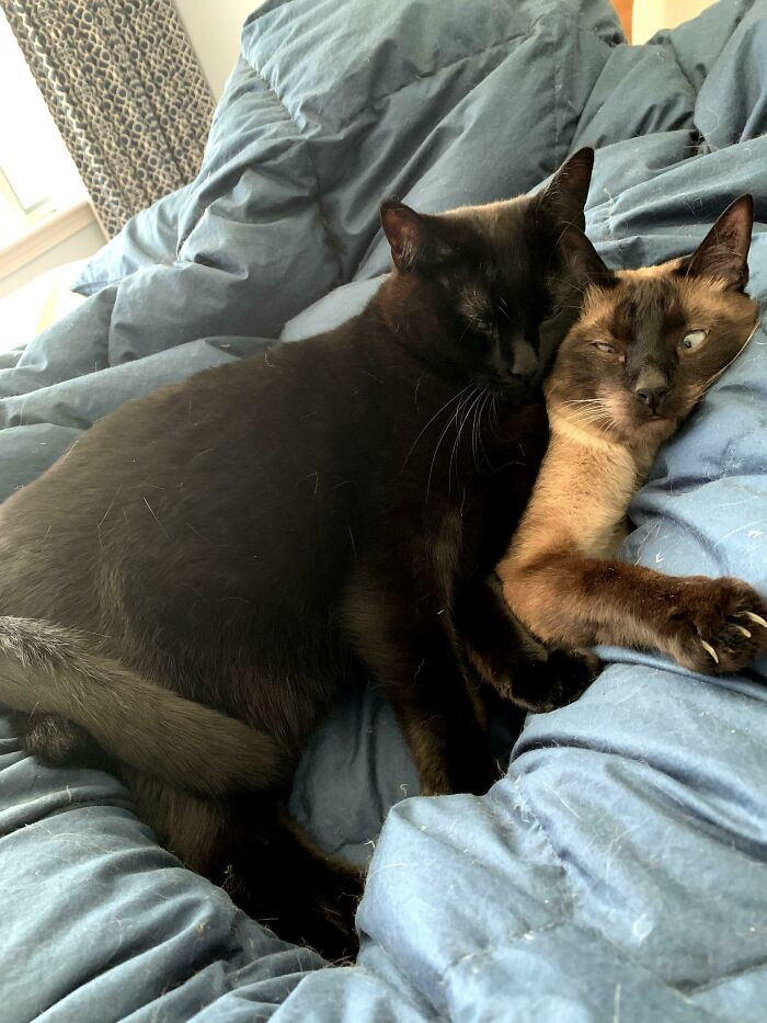 "The Best Pillow Is An (Unwilling) Friend"