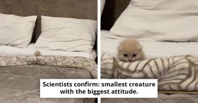 50 Times Cats Accidentally Stole The Show By Just Existing