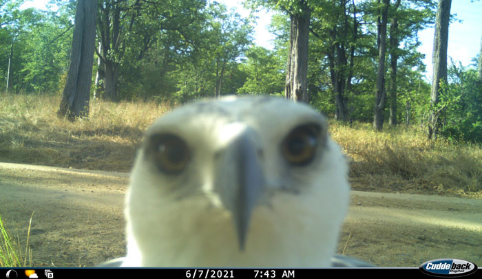 29. Favourite Camera Trap Snap To Date