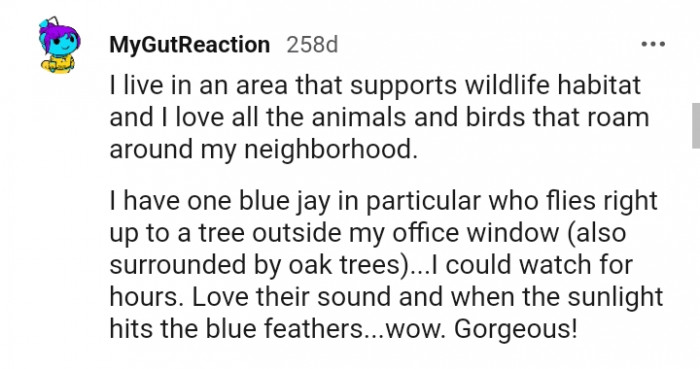 This Redditor loves their sound and when the sunlight hits their blue feathers