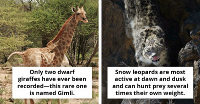 These Animal Facts Are Educational And Surprisingly Cute