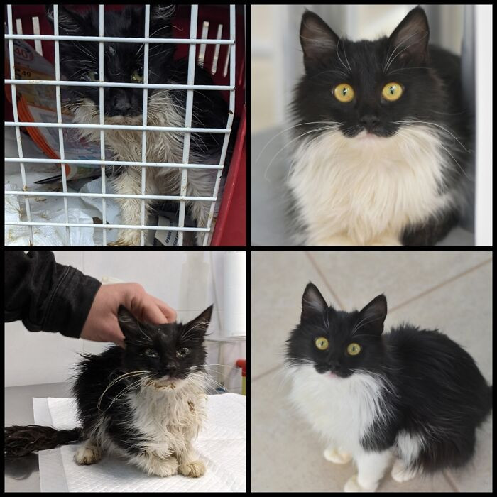 20. Fate led her to her human.