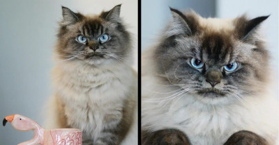 Thousands of People Are in Love with Merlin, a Cat Who Always Looks Angry No Matter How You Try to Cheer Him Up