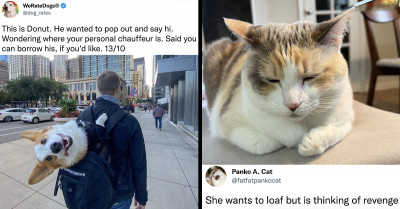 20 Of The Funniest Tweets We Have Seen Featuring Twitter Users' Amazing Pets