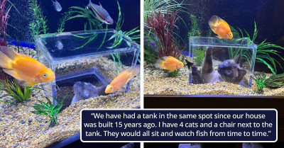 This Cat Is Obsessed With Fish and Spends Hours Watching the Aquarium, So He Got a Special Viewing Pod in It