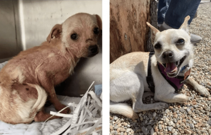 2. "From underweight, covered in mange, and fearful of humans to the happiest little boy at the dog park!"