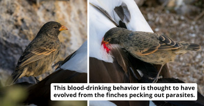 Redditors Discover Vampire Finches: Little Birds from the Galapagos Islands That Survive by Drinking the Blood of Other Birds