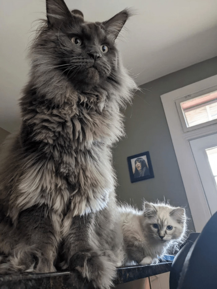 7. Just by looking at the photo, you already know that the little one will grow as majestic as the bigger one.