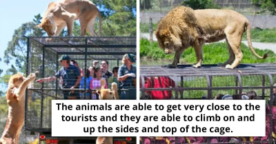 Opposite Zoo Goes Viral After Showing That They Allow Their Animals To Roam Freely While Humans Who Visit Are Kept Caged For The Zoo Experience